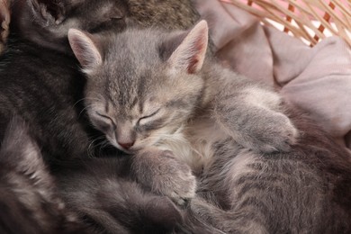 Photo of Cute fluffy kittens sleeping in basket. Baby animals