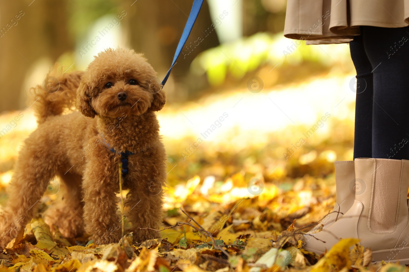 Photo of Girl with cute Maltipoo dog on leash walking in autumn park, closeup