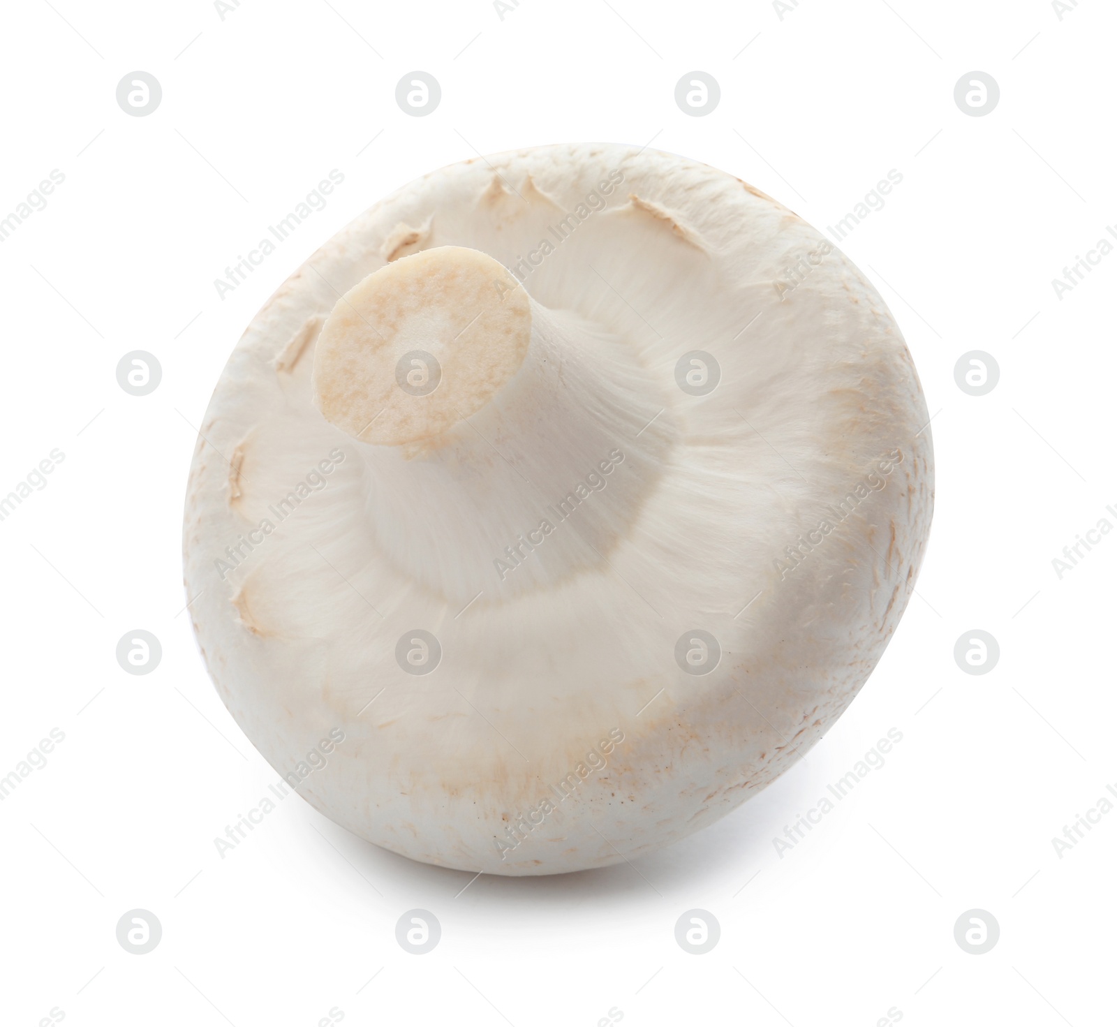 Photo of Fresh raw champignon mushroom on white background