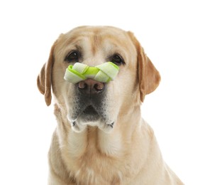 Cute Labrador Retriever with bone dog treat on nose against white background