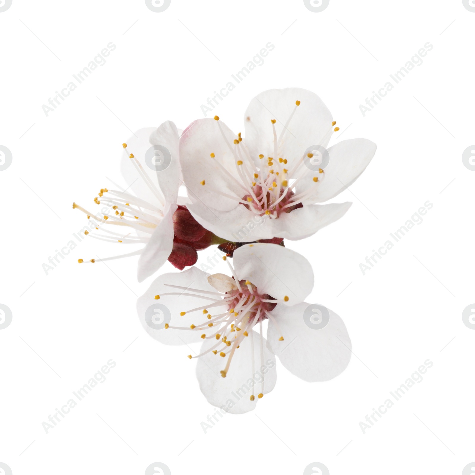 Photo of Beautiful fresh spring flowers on white background