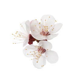 Beautiful fresh spring flowers on white background