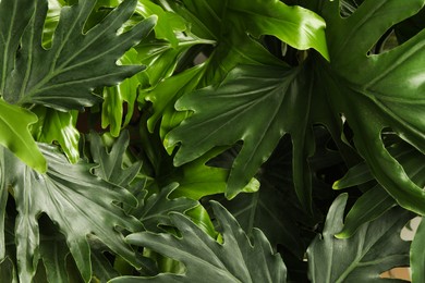 Photo of Monstera with lush leaves, closeup. Tropical plant