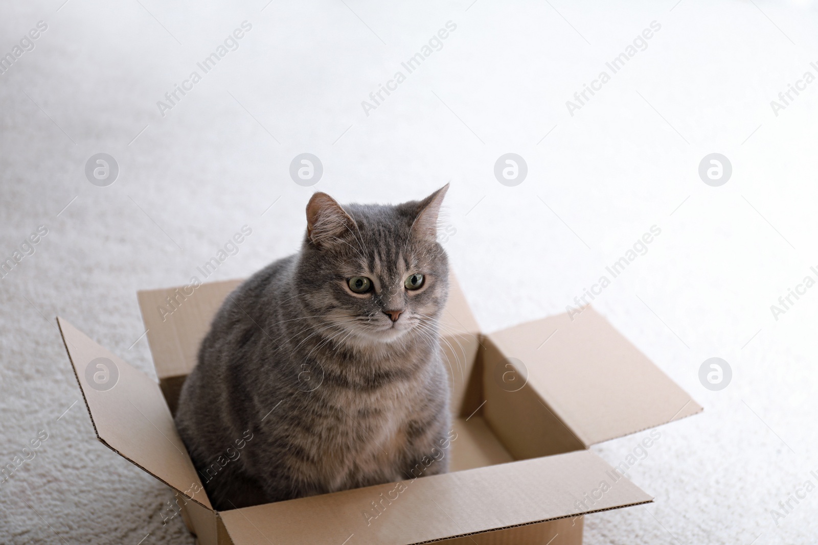 Photo of Cute grey tabby cat in cardboard box on floor at home