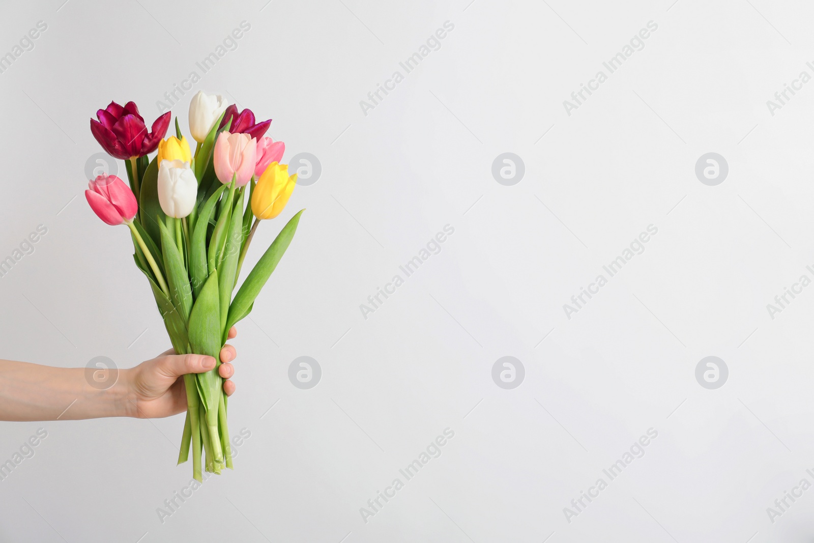 Photo of Girl holding bouquet of beautiful spring tulips on light background, closeup. International Women's Day