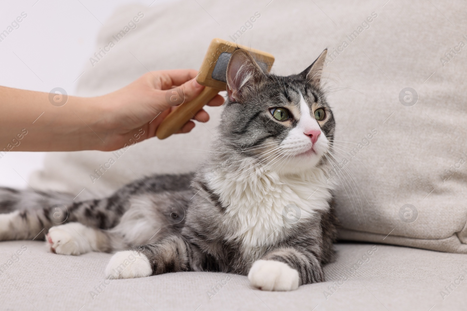 Photo of Woman brushing her cute cat on sofa at home, closeup