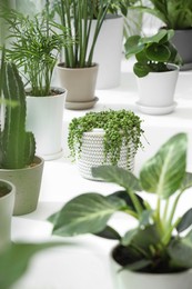Photo of Many beautiful potted houseplants on white table indoors
