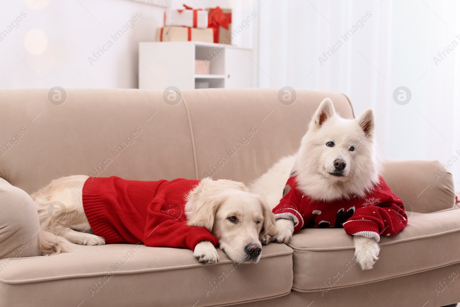 Photo of Cute dogs in warm sweaters on sofa at home. Christmas celebration