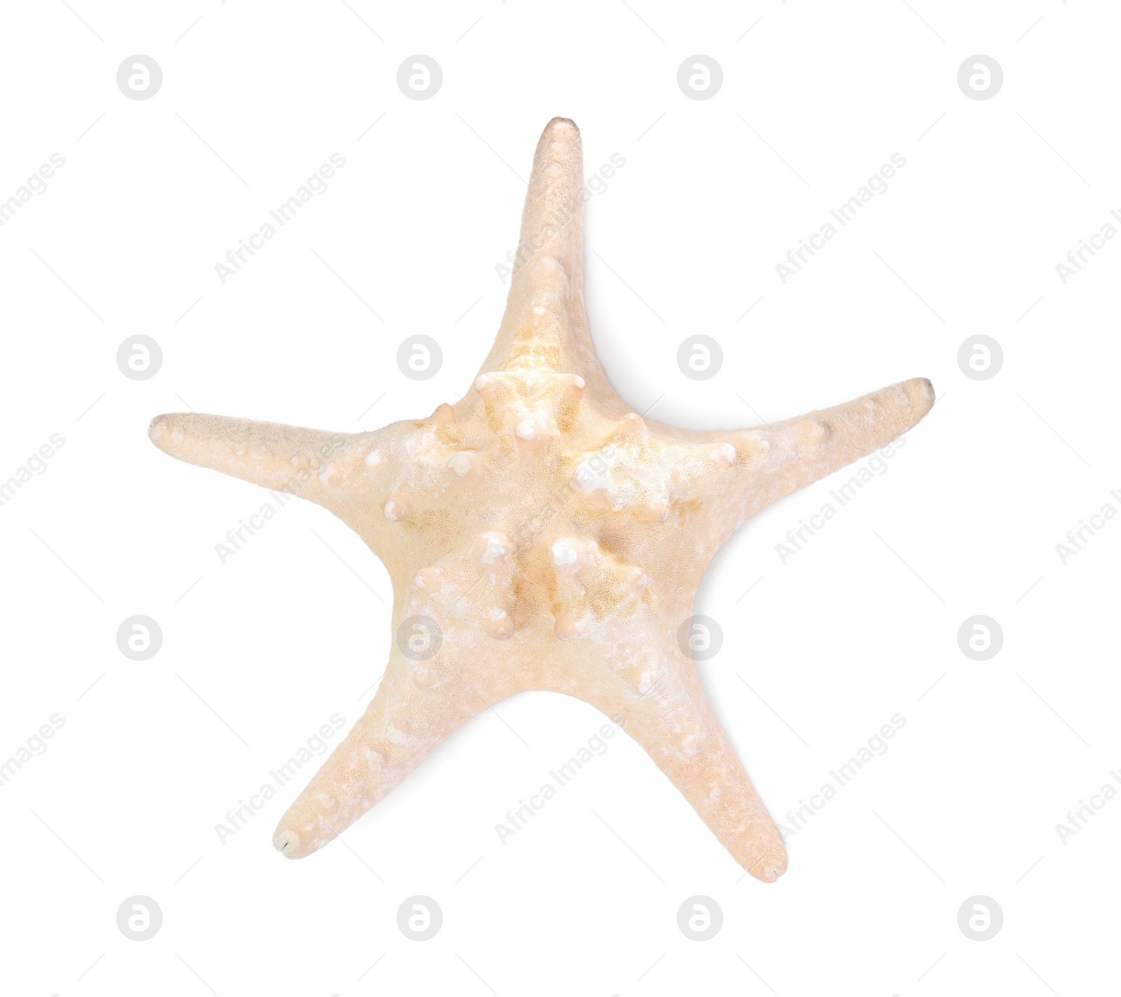 Photo of Beautiful sea star isolated on white, top view. Beach object