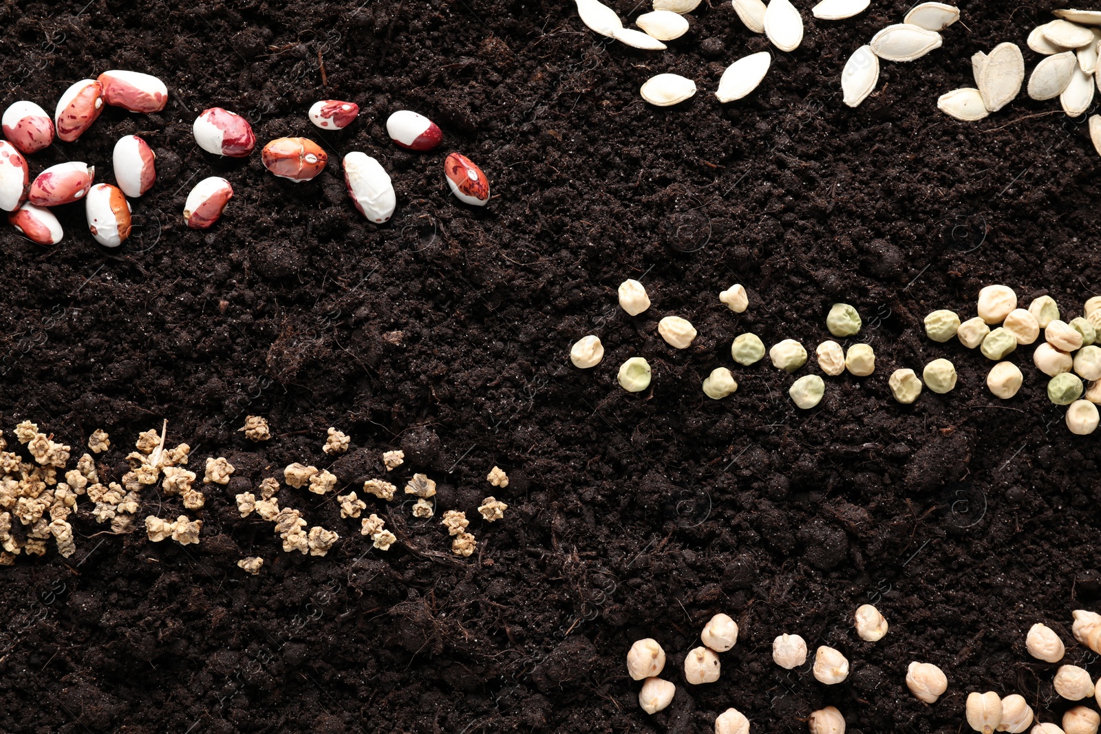 Photo of Many different vegetable seeds on fertile soil, top view