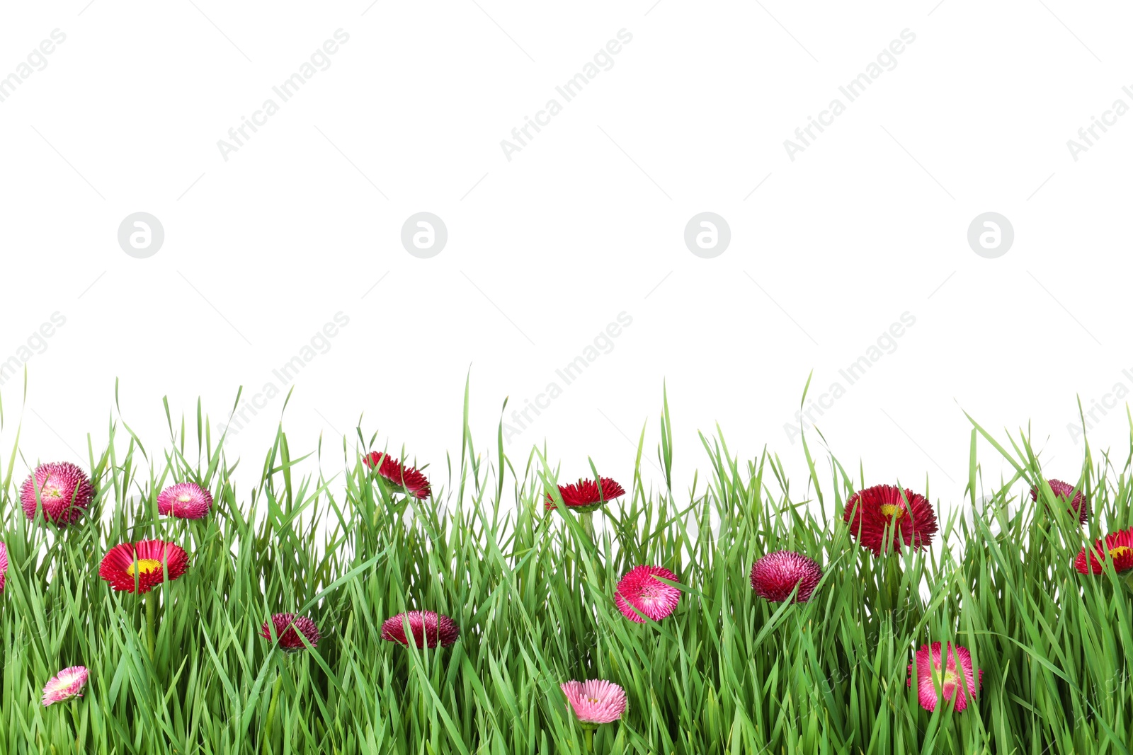 Photo of Vibrant green grass with beautiful flowers on white background