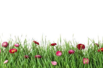 Vibrant green grass with beautiful flowers on white background