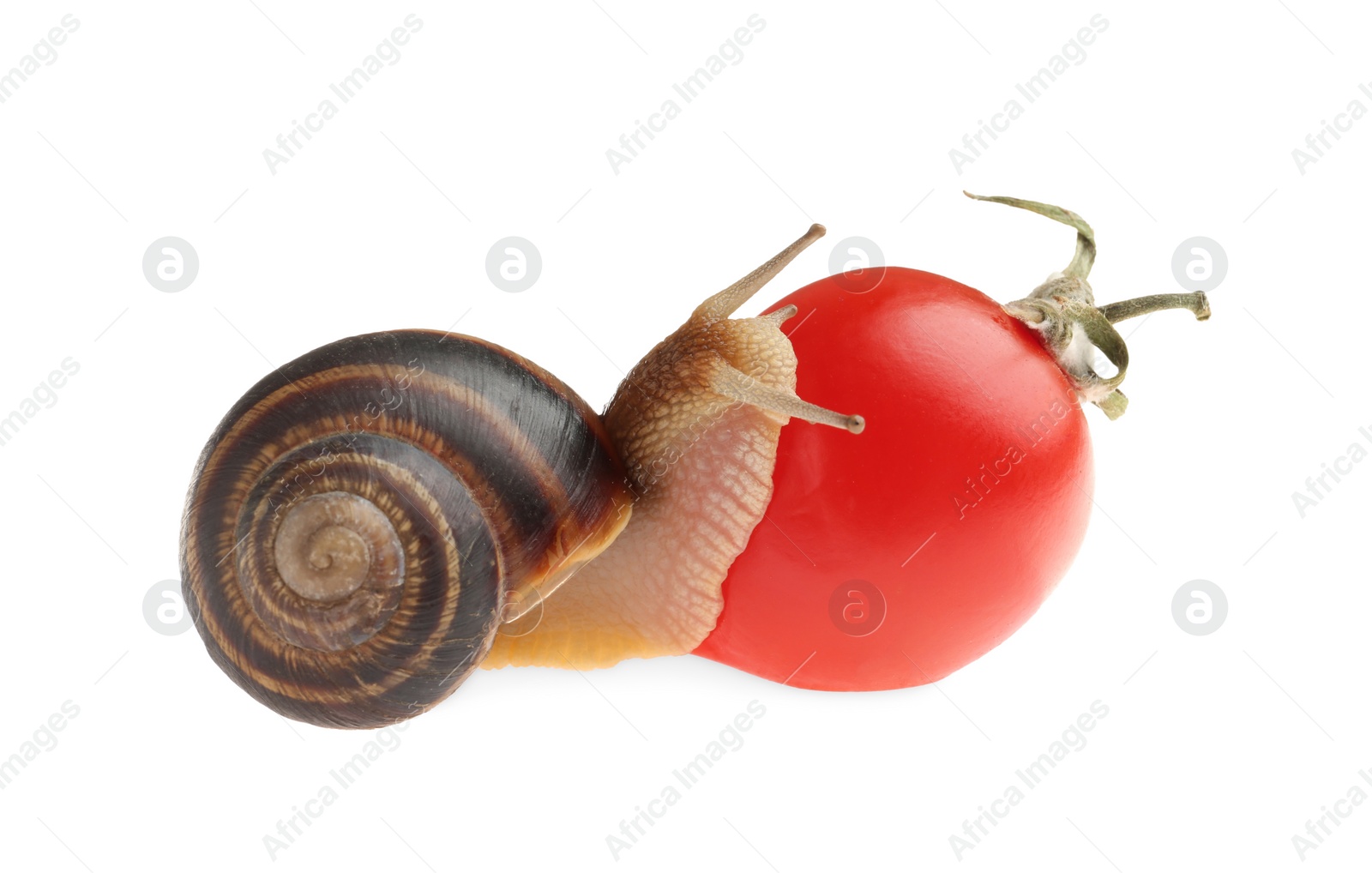 Photo of Common garden snail with tomato on white background