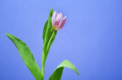 Photo of Beautiful tulip on color background