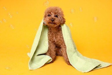 Photo of Cute Maltipoo dog wrapped in towel and soap bubbles on orange background