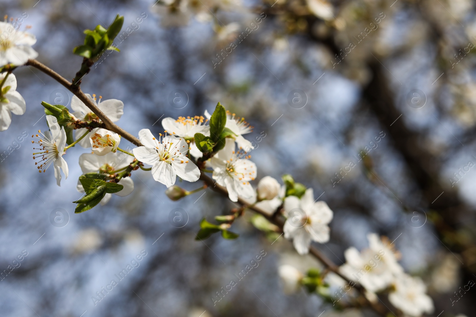 Photo of Closeup view of beautiful blossoming plum tree outdoors