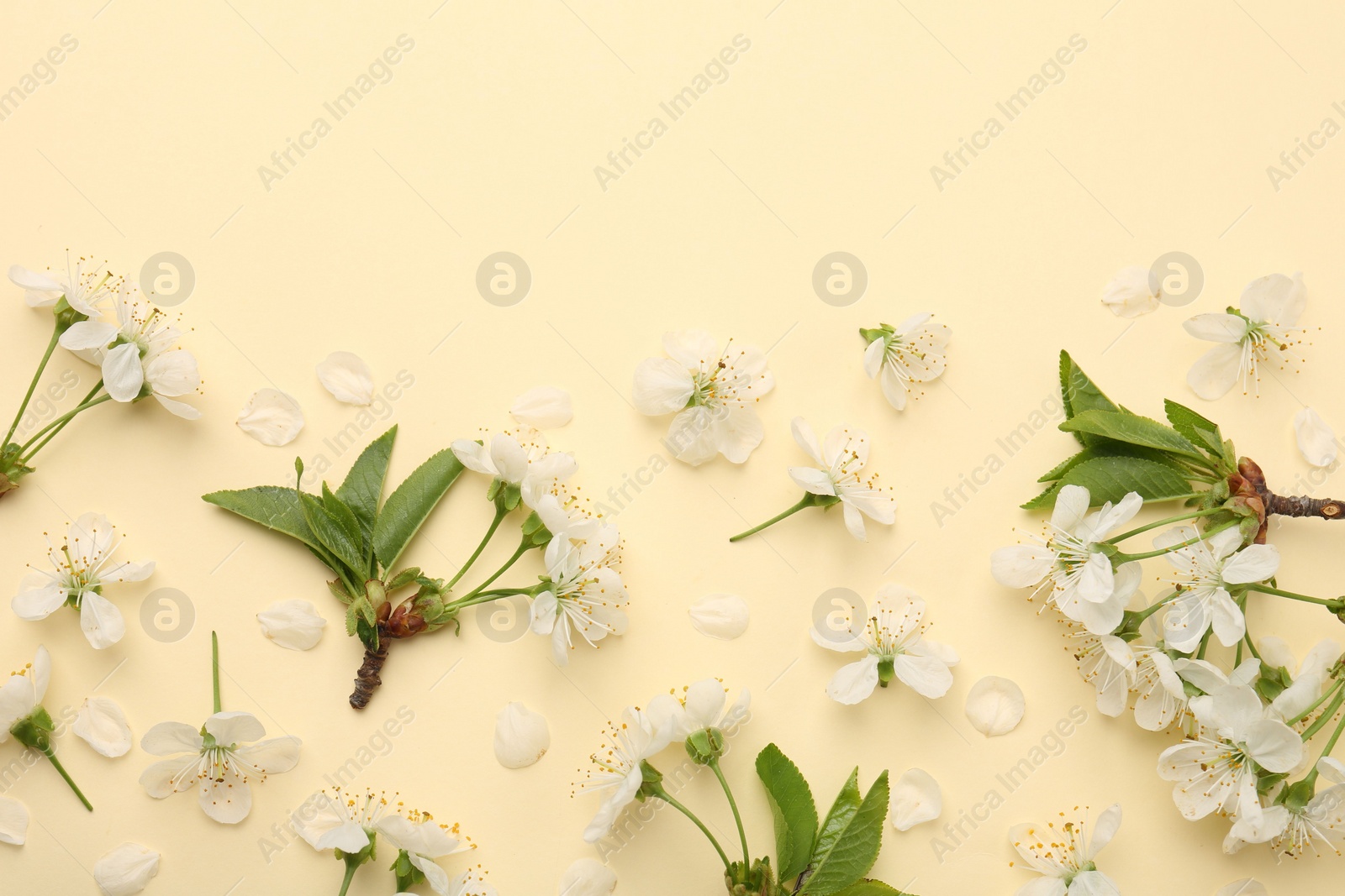 Photo of Beautiful spring tree blossoms and petals on beige background, flat lay. Space for text