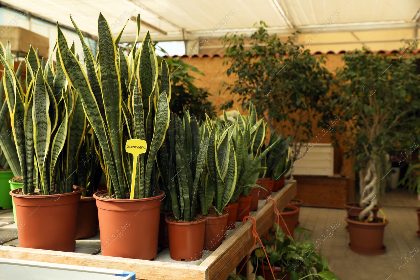 Photo of Potted Snake plants (Sansevieria) on table in garden center