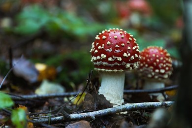 Photo of Fresh wild mushrooms growing in forest, closeup. Space for text