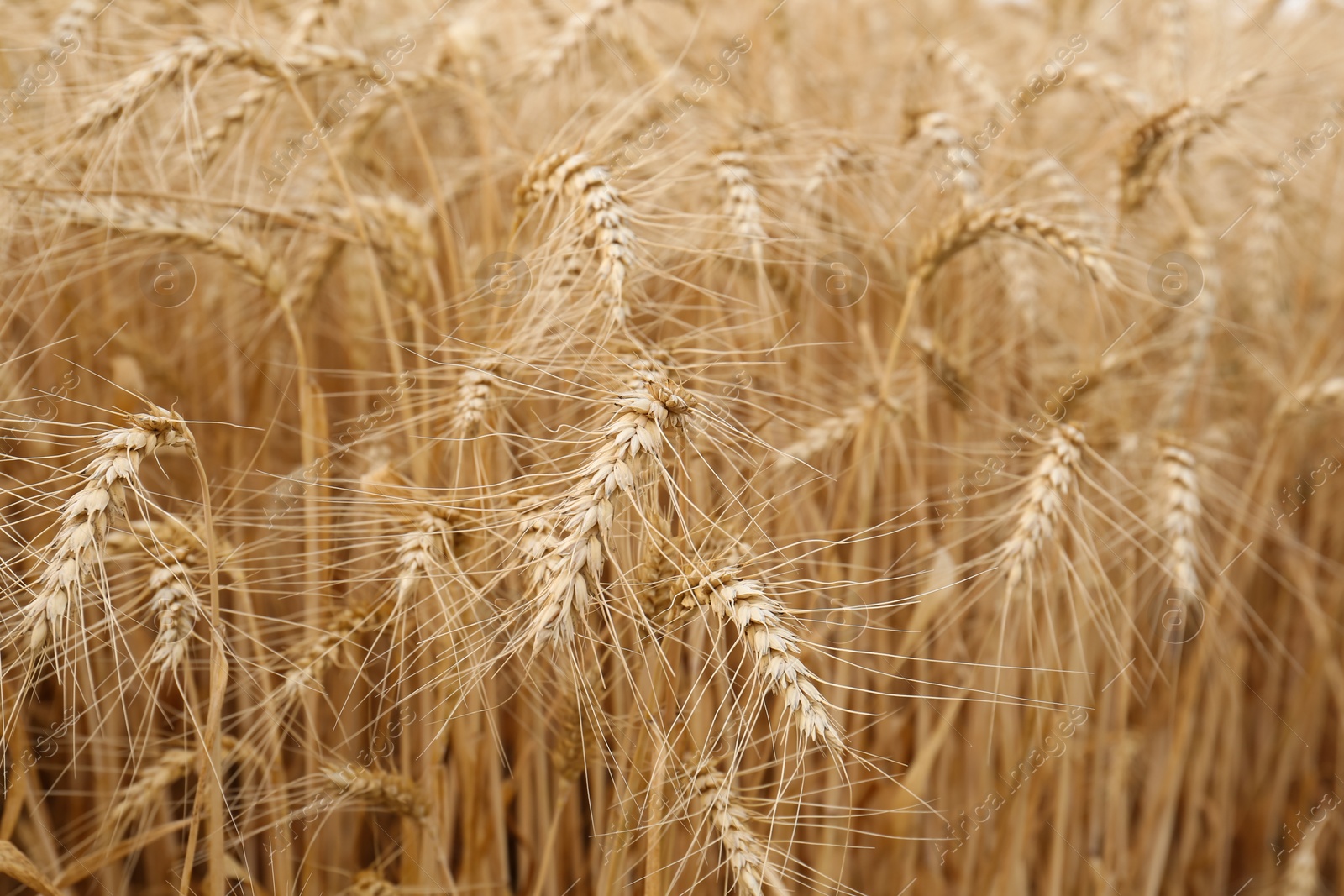 Photo of Ripe wheat spikes in agricultural field, closeup