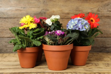 Different beautiful blooming plants in flower pots on wooden table