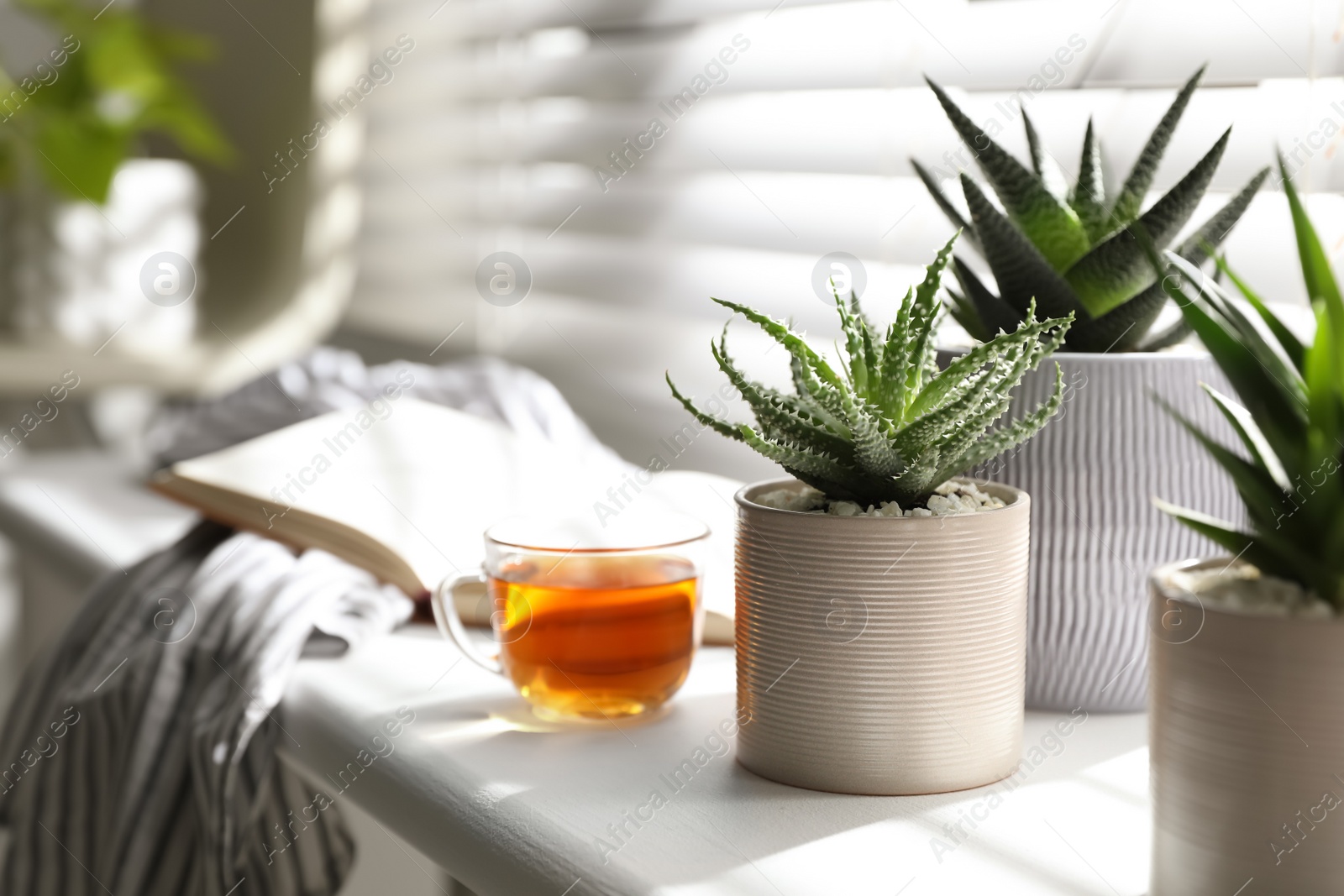 Photo of Many beautiful potted plants, cup of tea and book on windowsill, space for text. Floral house decor