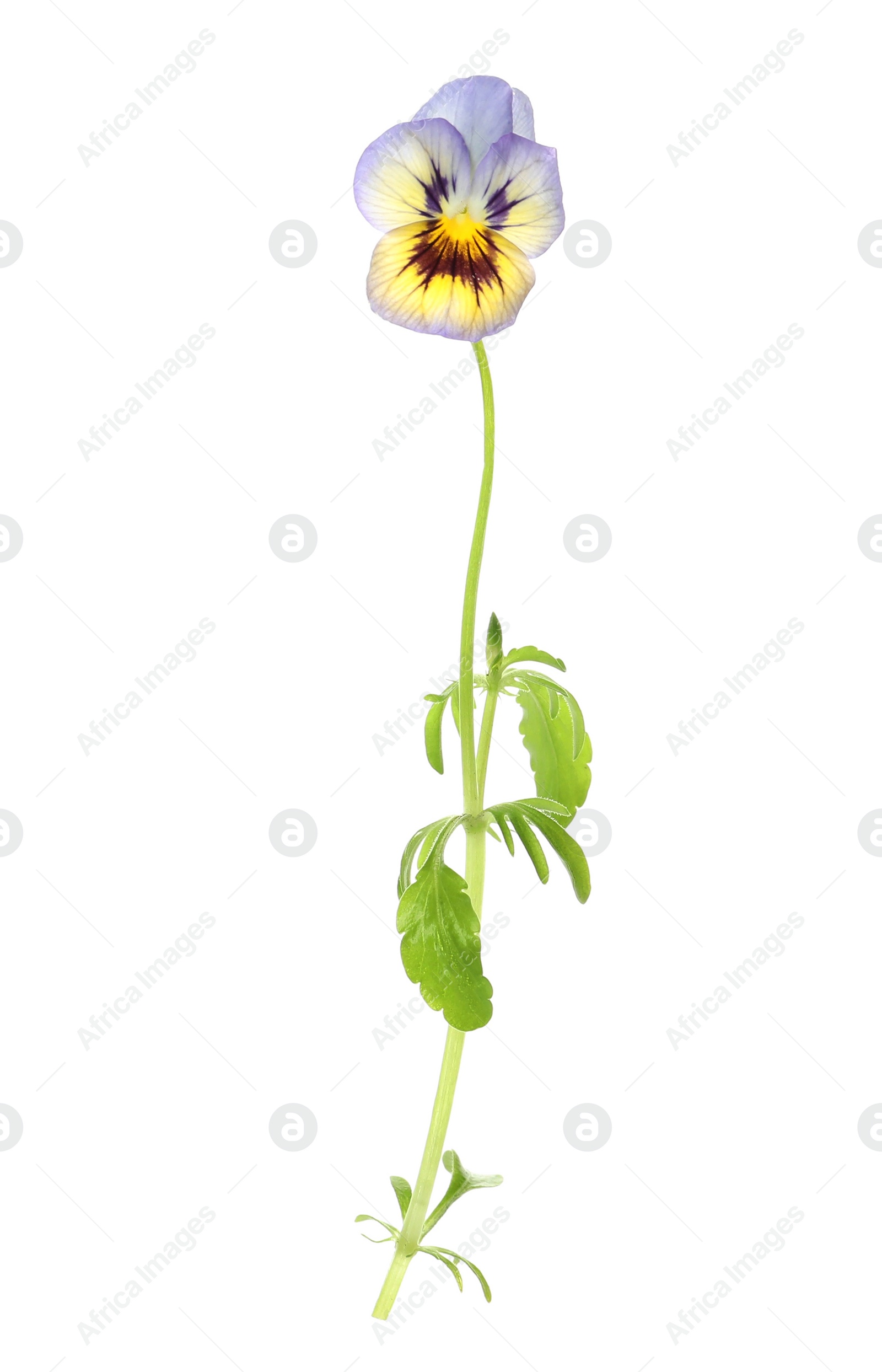 Photo of Beautiful meadow plant with bright flower isolated on white