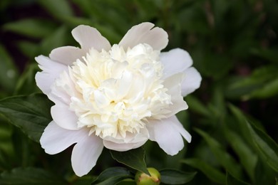 Beautiful blooming white peony growing in garden, closeup