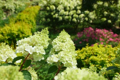 Beautiful hydrangea with blooming white flowers growing in garden