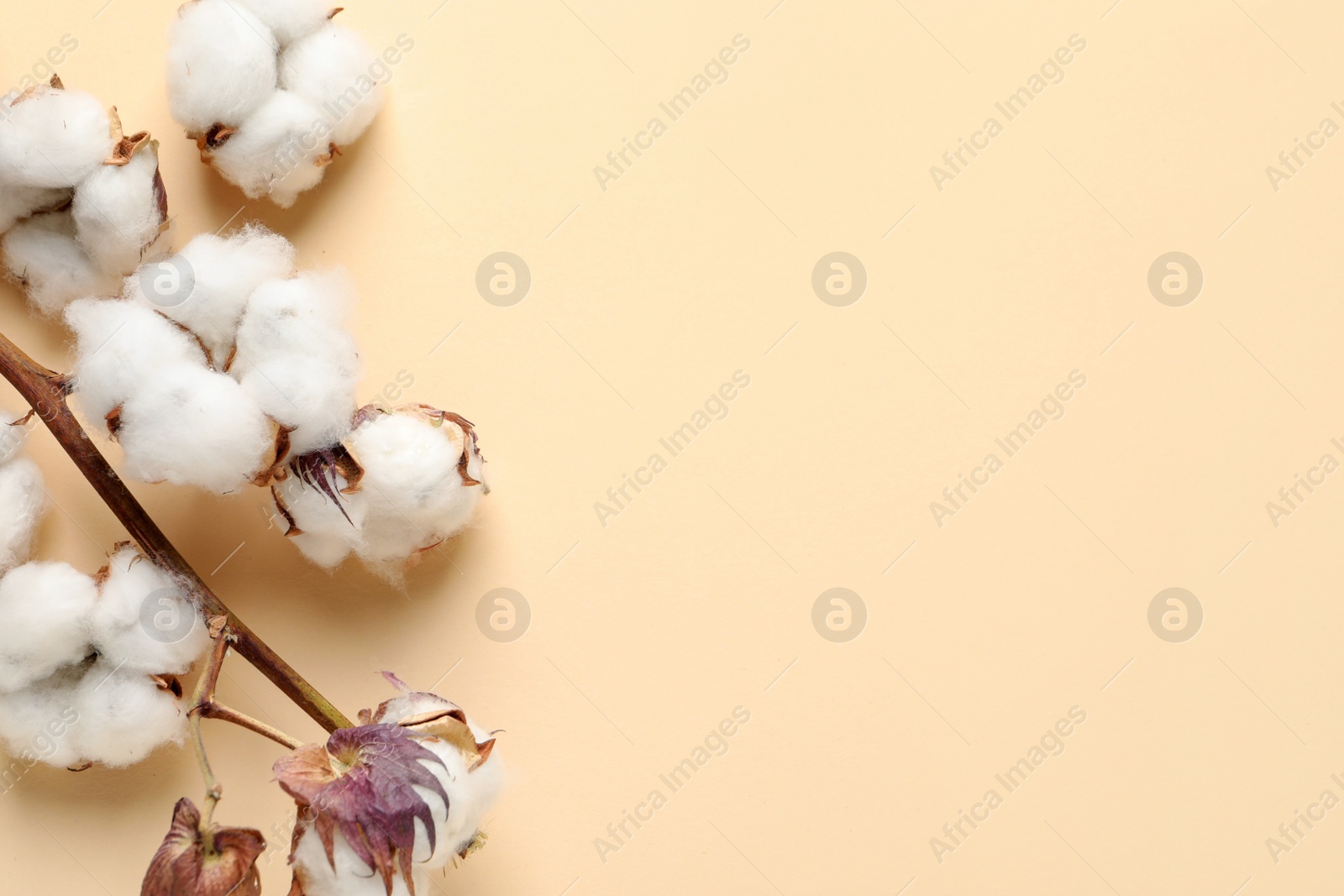 Photo of Dry cotton branch with fluffy flowers on beige background, flat lay. Space for text