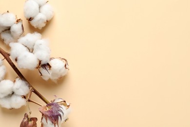 Photo of Dry cotton branch with fluffy flowers on beige background, flat lay. Space for text