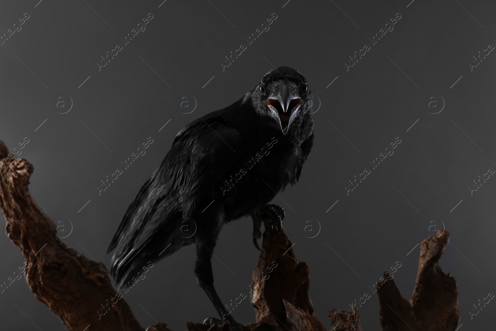 Photo of Beautiful common raven perched on wood against dark background