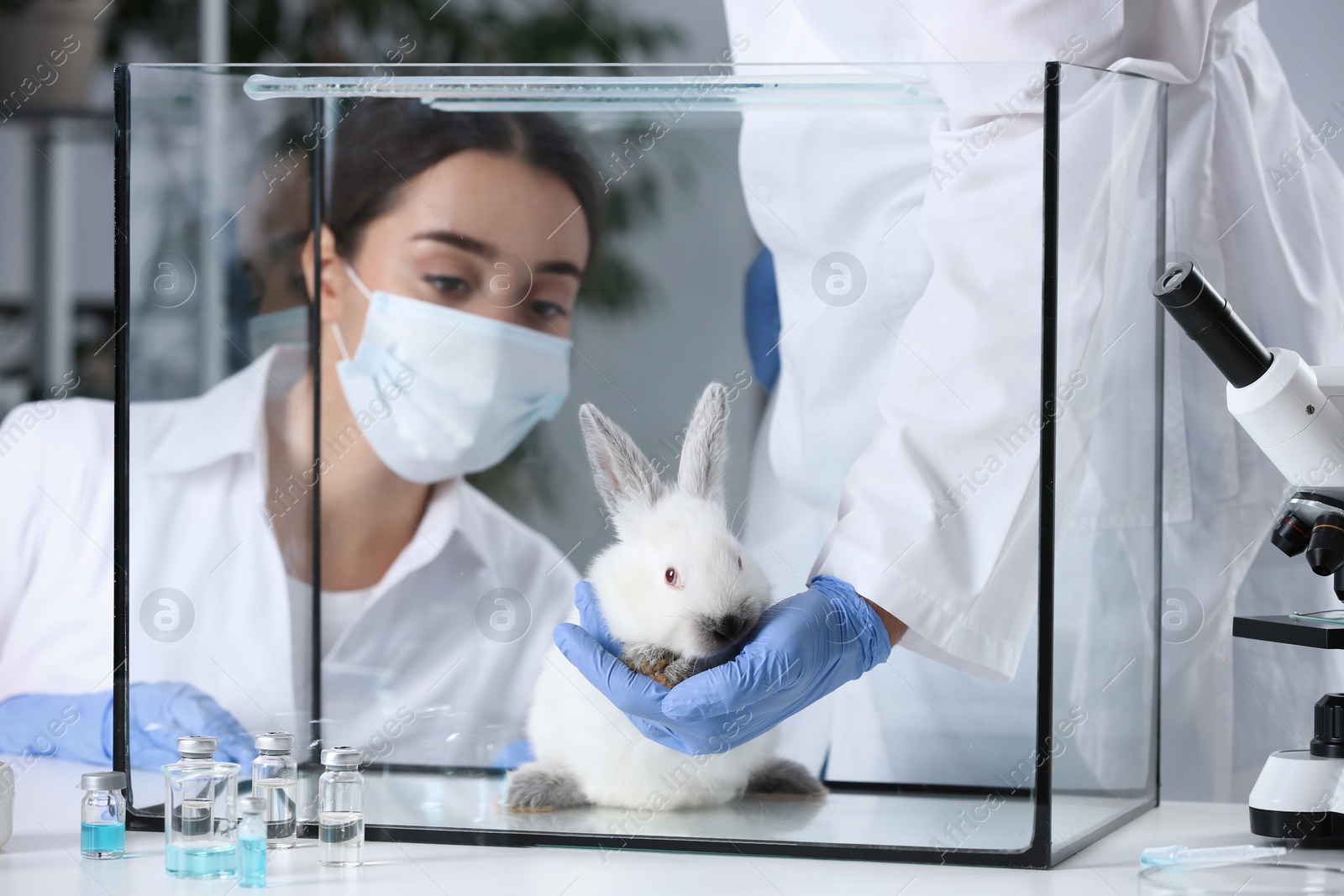 Photo of Scientists observing white rabbit in chemical laboratory. Animal testing