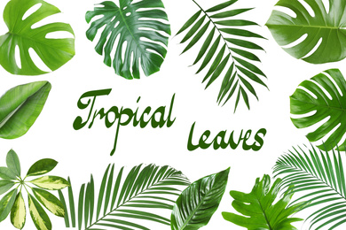 Image of Set of different tropical leaves on white background 