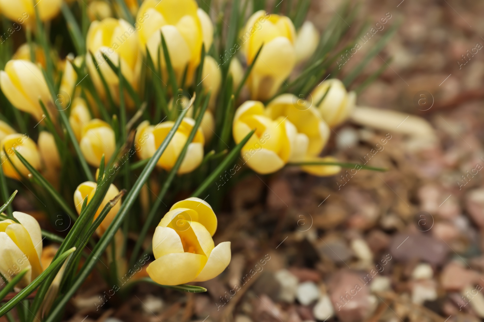 Photo of Beautiful yellow crocus flowers growing in garden, closeup