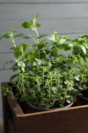 Crate with different potted herbs near grey wall, closeup