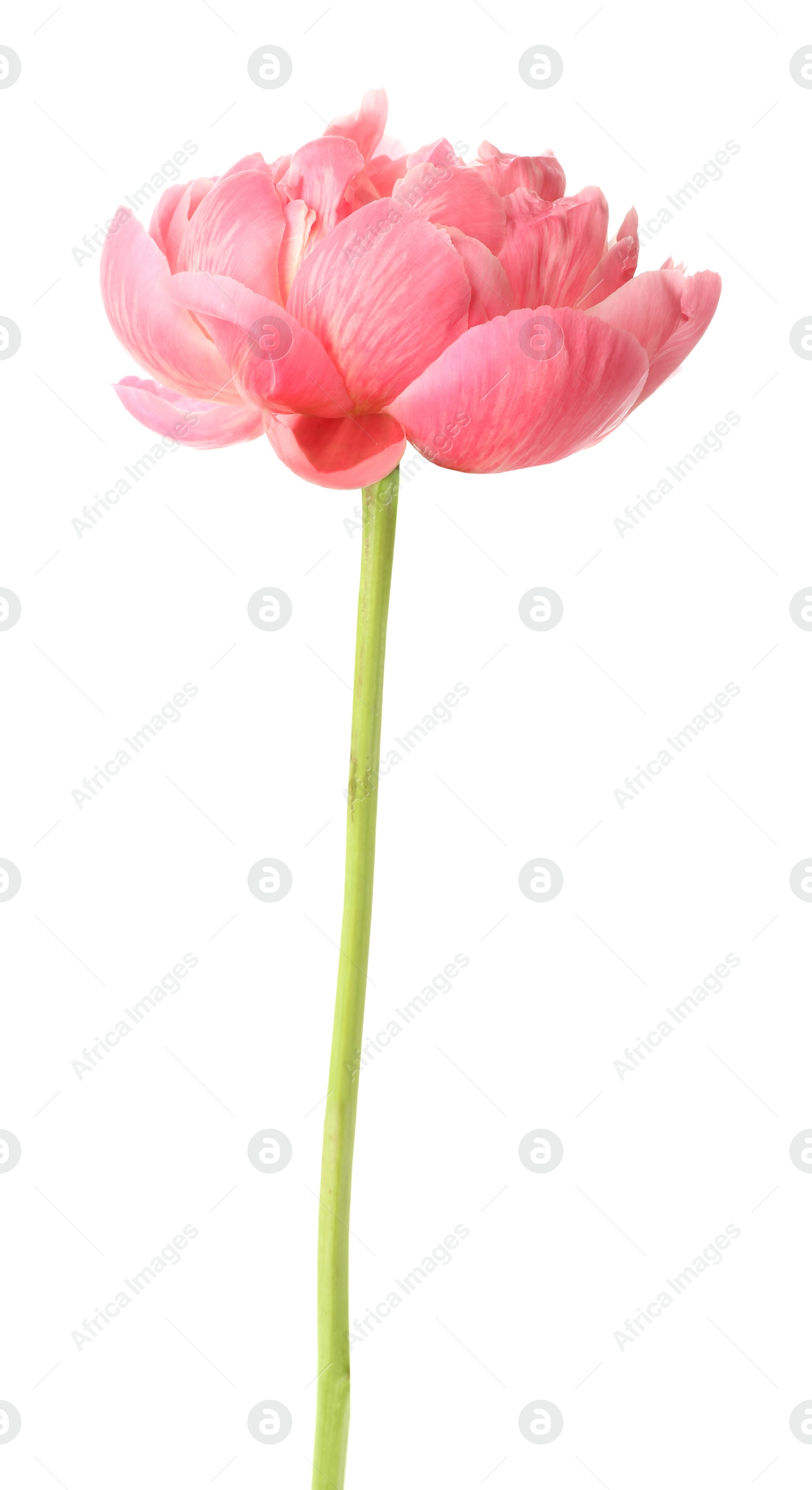 Photo of Beautiful blooming pink peony isolated on white