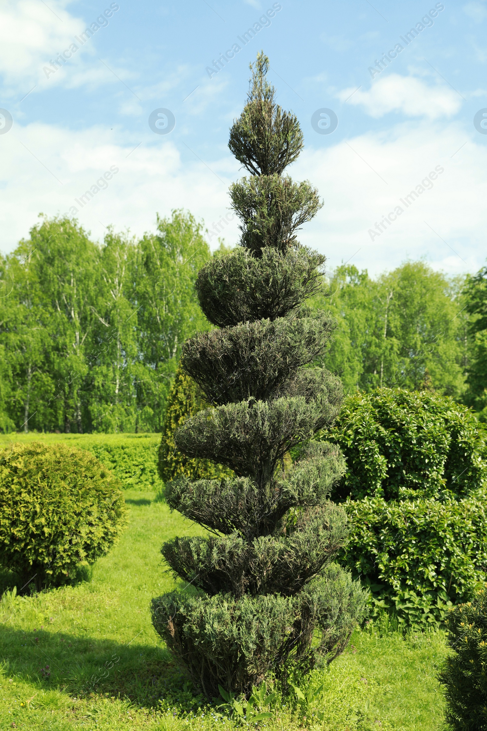 Photo of Beautifully trimmed bush in park on sunny day