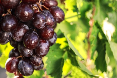 Fresh ripe juicy grapes growing on branch outdoors, closeup