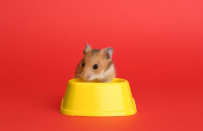 Photo of Cute little hamster near feeding bowl on red background