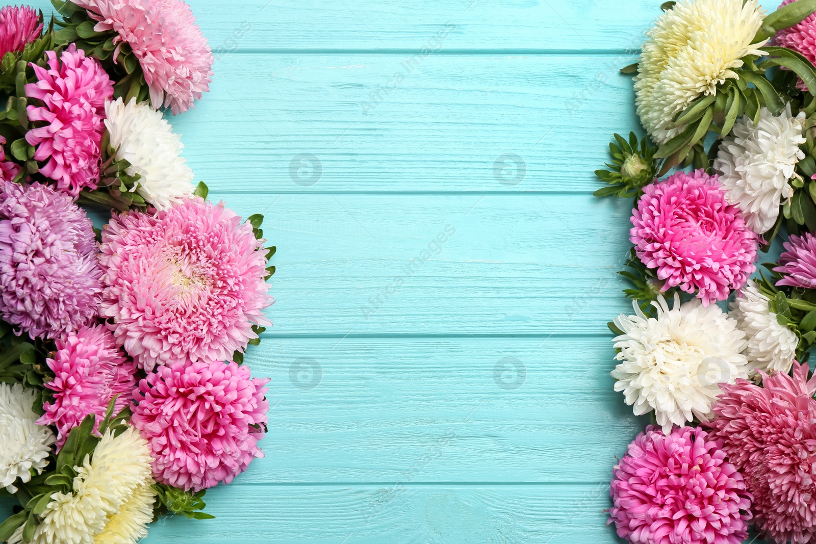 Photo of Beautiful asters and space for text on light blue wooden background, flat lay. Autumn flowers