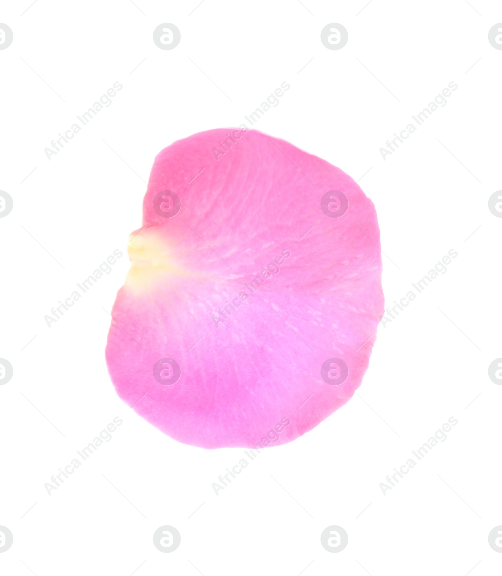 Photo of One pink rose petal isolated on white