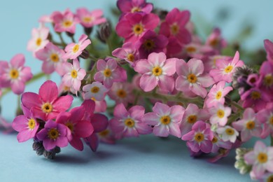 Photo of Beautiful Forget-me-not flowers on light blue background, closeup