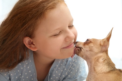 Little girl with her Chihuahua dog on light background. Childhood pet