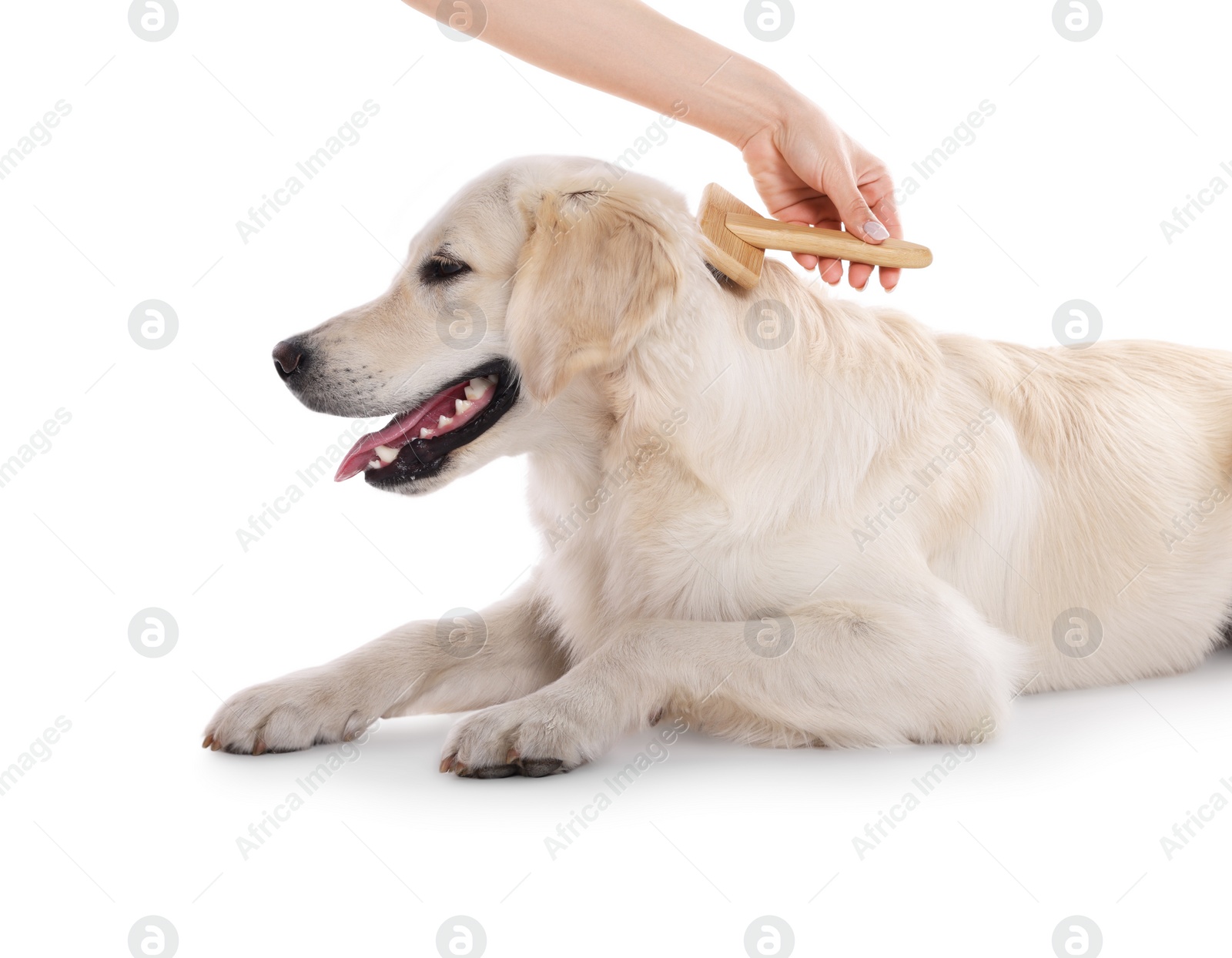 Photo of Woman brushing cute Labrador Retriever dog's hair on white background, closeup