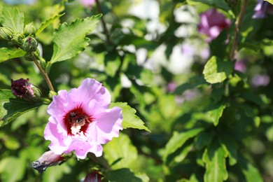 Beautiful hibiscus flowers with bee outdoors on sunny day. Space for text