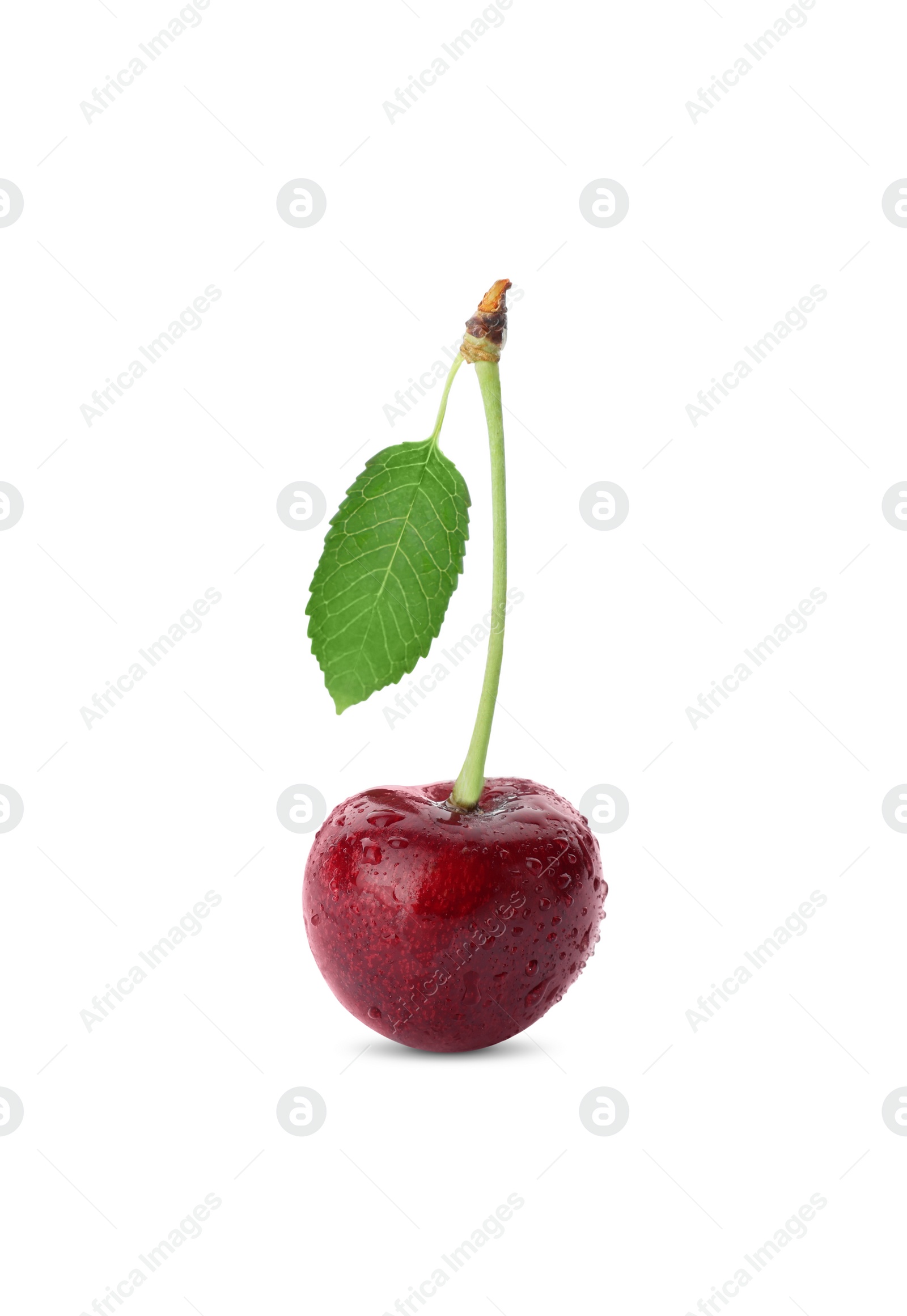 Photo of Ripe sweet cherry with water drops isolated on white