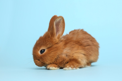 Photo of Adorable fluffy bunny on light blue background. Easter symbol