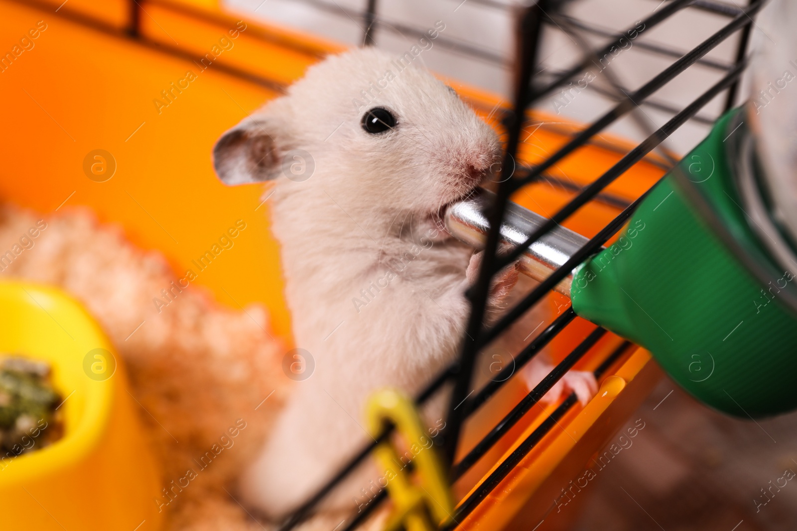 Photo of Cute little fluffy hamster drinking in cage