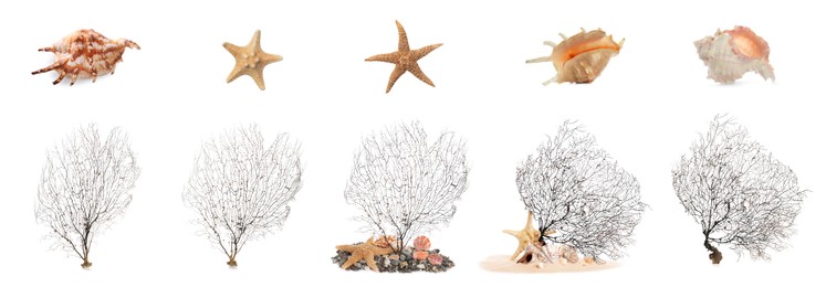 Image of Set of different exotic sea shells, starfishes and branching corals on white background. Banner design